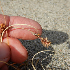 Carex sabulosa