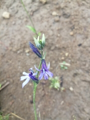 Lobelia gruina