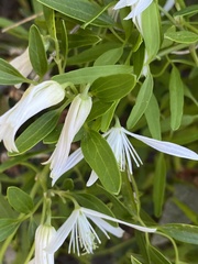 Clematis linearifolia
