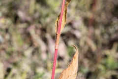 Persicaria orientalis