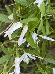 Clematis linearifolia