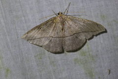Patalene hamulata
