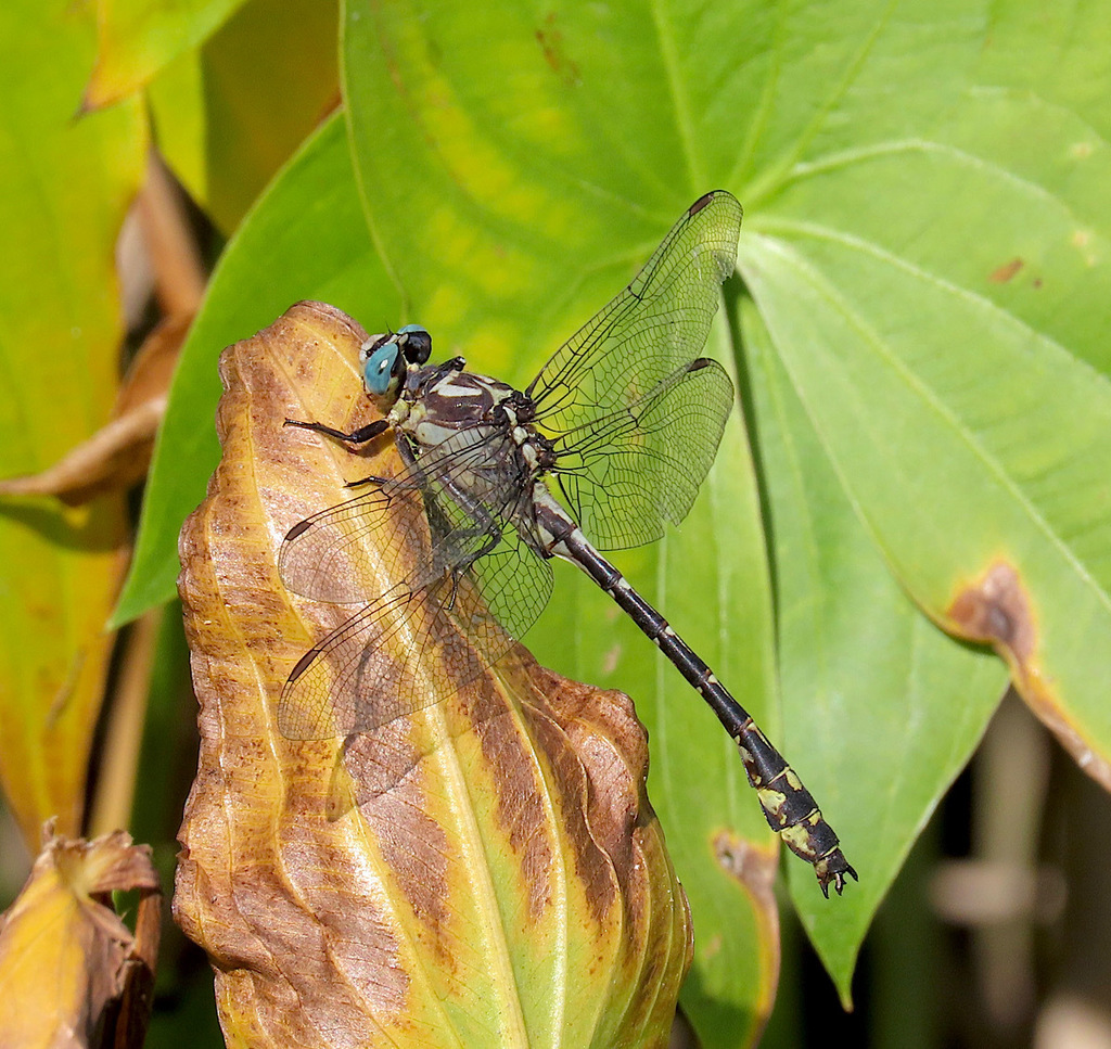 Olive Clubtail