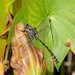 Olive Clubtail - Photo (c) Jim Johnson, some rights reserved (CC BY-NC-ND), uploaded by Jim Johnson
