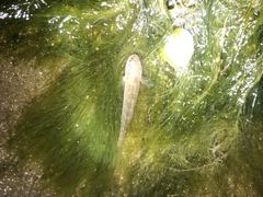 Tridentiger trigonocephalus