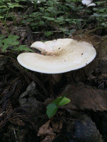 Leucopaxillus albissimus