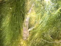 Tridentiger trigonocephalus