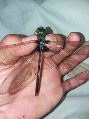 Gynacantha membranalis