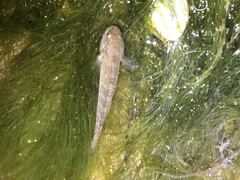 Tridentiger trigonocephalus