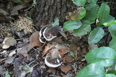 Ganoderma brownii
