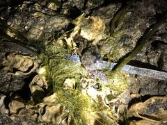 Hemigrapsus penicillatus