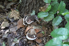 Ganoderma brownii