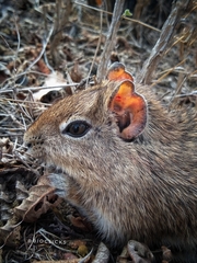 Galea spixii