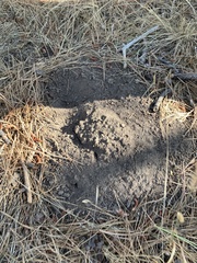 Thomomys bottae birdseyei