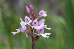 Galearis rotundifolia