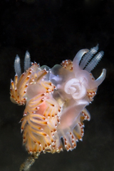 Apata pricei