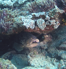 Epinephelus coioides