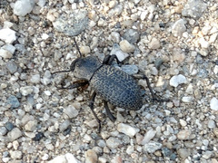 Cryptoglossa variolosa