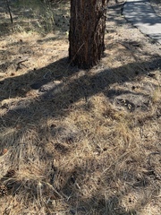 Thomomys bottae birdseyei