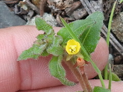 Camissoniopsis micrantha
