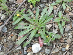 Camissoniopsis micrantha