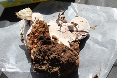 Ganoderma brownii