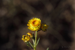 Xerochrysum bracteatum