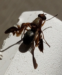 Delphinia picta