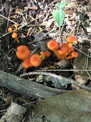 Pseudohygrocybe