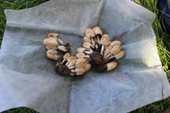 Coprinellus micaceus