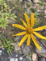 Helianthus longifolius
