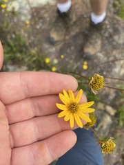 Helianthus longifolius