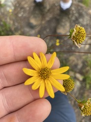 Helianthus longifolius