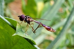 Baccha cognata