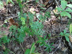 Galium concinnum