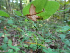 Lespedeza frutescens