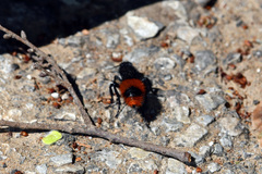 Dasymutilla clotho