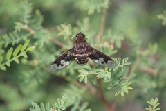 Exoprosopa pueblensis