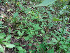Lespedeza frutescens
