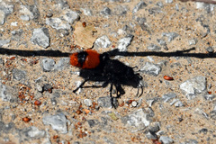Dasymutilla clotho