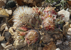 Townsendia condensata