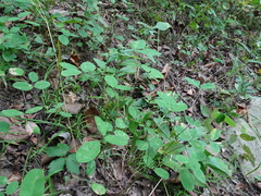 Lespedeza frutescens