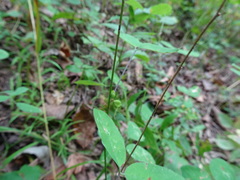Lespedeza frutescens