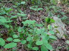 Lespedeza frutescens