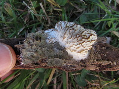 Hypomyces tremellicola