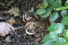 Ganoderma brownii