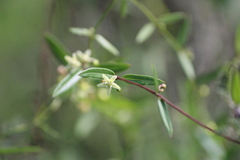 Orthosia
