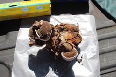 Ganoderma brownii