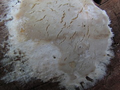 Gloeoporus pannocinctus