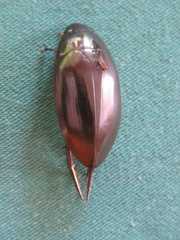 Hydrophilus ensifer